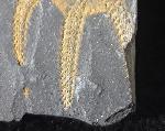 Ophiura sp. LAMARCK 1801 - Bild © FossNet FossilienStore